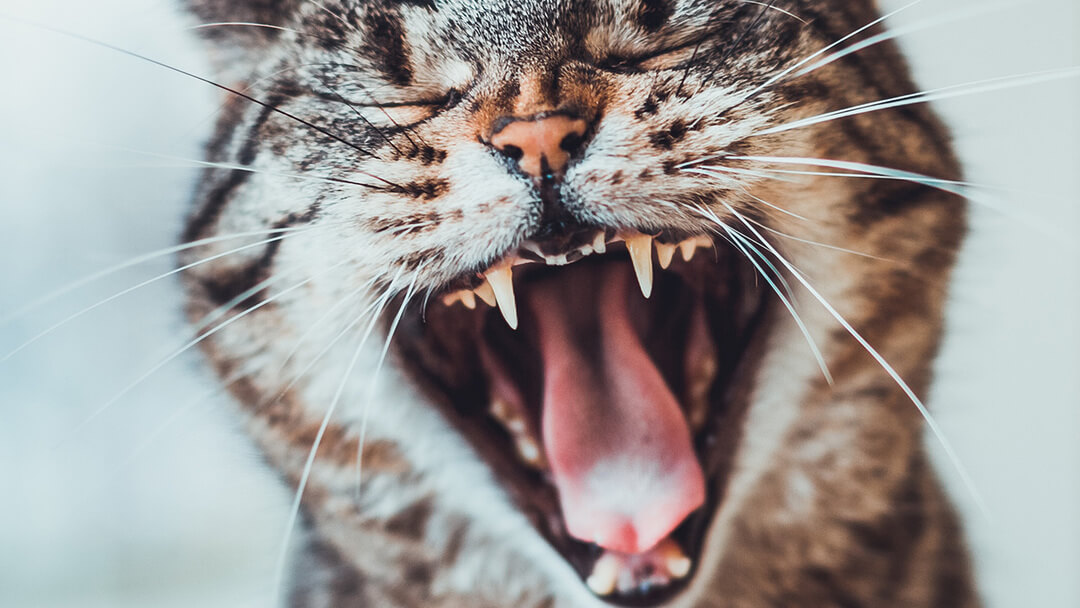 Best cat food for best sale cats with bad teeth